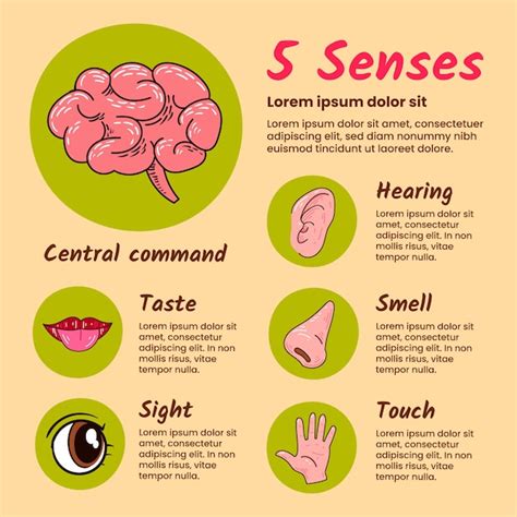 5 Senses Of The Body And Their Function