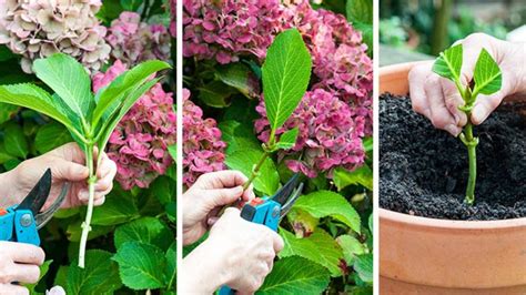 Comment Bouturer Les Hortensias La Recette Parfaite