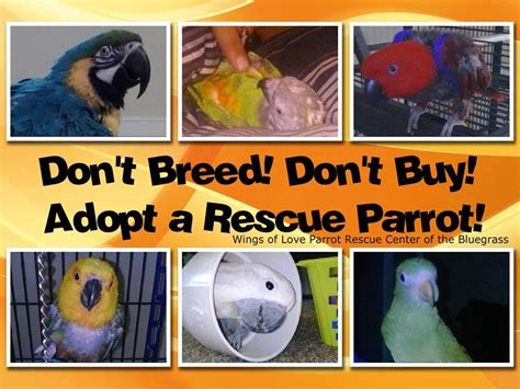 Pet Bird Rescue Near Me - NEARSF