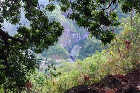 Vieux Manguier De Punaruu Le Poste D Observation Tahiti Heritage