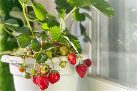 How To Grow Strawberries Indoors For Delicious Fruit Year Round