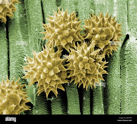 Pollen Grains From A Daisy Bellis Perennis Lying On The Petal Surface