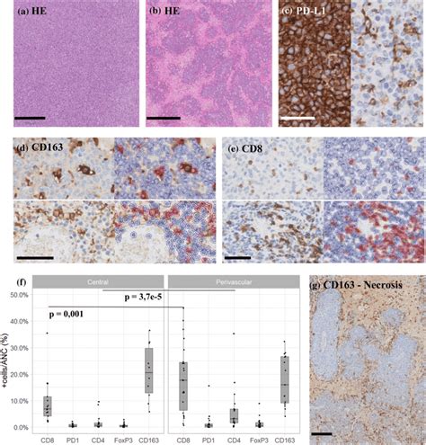 Immunohistochemistry Analysis A Hematoxylin And Eosin He Staining Of Download Scientific