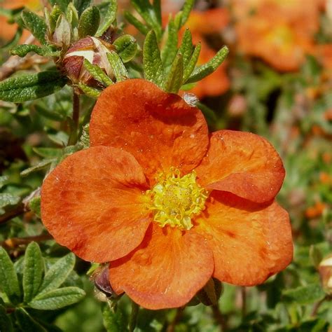 Potentilla Fruticosa Red Ace Potentille Arbustive Fleurs Rouge Orang