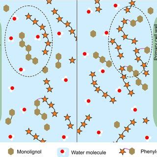 Proposed mechanism of lignin polymerization in the suspension medium.... | Download Scientific ...