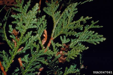 Northern White Cedar Thuja Occidentalis L