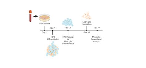 Ipsc Derived Microglia Protocol Biorender Science Templates