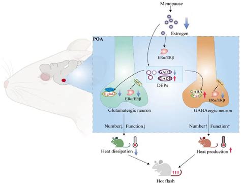 Frontiers Glutamatergic And Gabaergic Neurons In The Preoptic Area Of