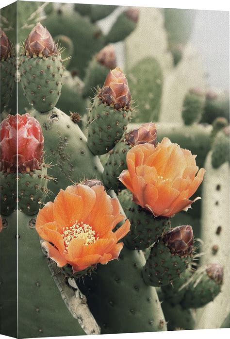 AEFER Canvas Print Wall Art Blooming Cactus Flower Nature Wilderness