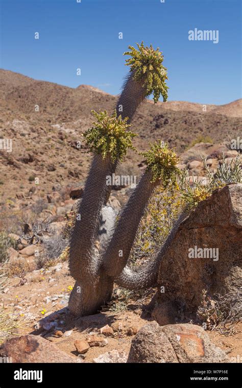 Pachypodium Namaquanum Hi Res Stock Photography And Images Alamy