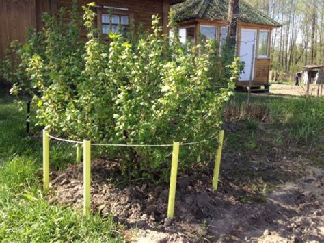 Ограждения для смородины своими руками: подставки, подпорки, опоры