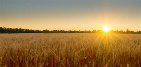 Wheat Field Panorama Of Nature Sunrise On The Horizon Of The Wheat