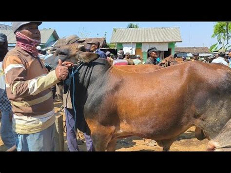 Juta Nego Pegon Mulus Harga Murah Musim Sepi Pasar Tuban Youtube