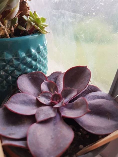 Echeveria Purple Pearl Suculentas Macetas De Jardín Echeveria