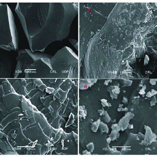 SEM Micrographs Of Cross Section A B And Intact Surface C D Of