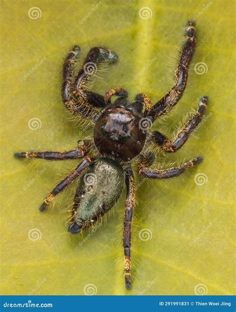 Macro Image Of Beautiful Male Jumping Spider Hyllus Giganteus In Sabah