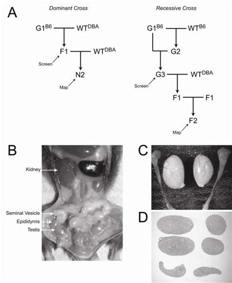 Overview Of Breeding Strategy And Phenotypic Characterization A