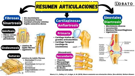 Articulaciones Resumen COMLETO Fibrosas Cartilaginosas Sinoviales