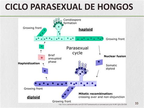 Microblog Formas De Reproducci N De Los Hongos