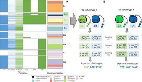 Frontiers Function Driven Design Of Lactic Acid Bacteria Co Cultures