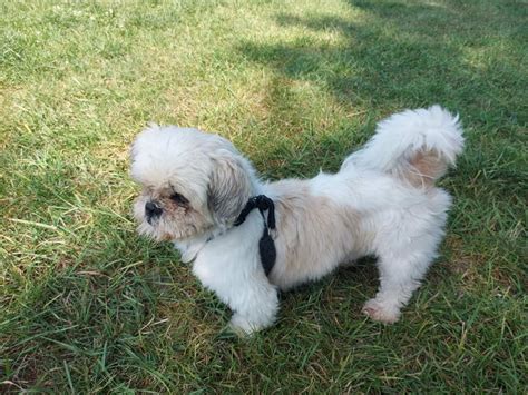 Buster 6 Year Old Shih Tzu Ottawa Dog Rescue