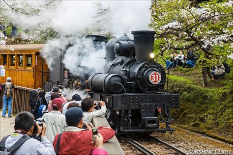 L23031阿里山阿里山花季阿里山國家風景區嘉義縣阿里山鄉吉野櫻櫻花櫻花鐵道蒸汽火車蒸氣火車檜木車廂 A