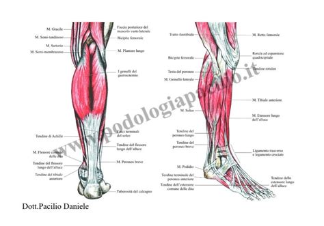 Anatomia Del Piede Ossa Articolazioni E Muscoli Podologia Pacilio