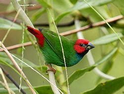 Fiji parrotfinch - Alchetron, The Free Social Encyclopedia