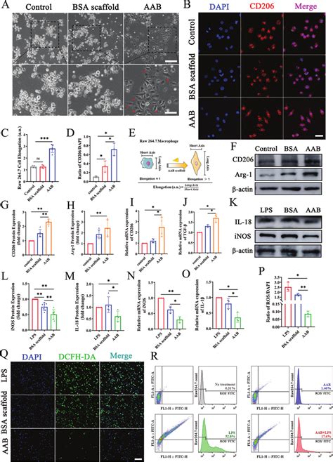 Aab Treatment Induced The Polarization Of Raw 2647 Macrophages To M2