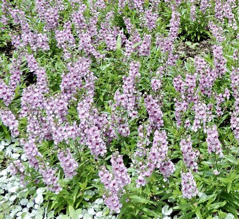 Serena Lavender Angelonia Is A Herbaceous Annual With An Upright