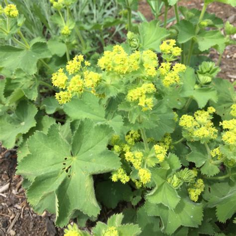 Lady's Mantle - Herb Seeds | The Thyme Garden