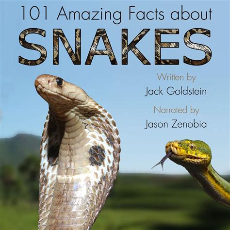 Stuff About Snakes