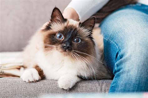 Download A Cute Birman Cat With Blue Eyes Relaxing On A Sofa Wallpaper