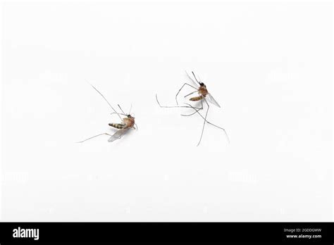 Mosquitoes Isolated On White Background Stock Photo Alamy