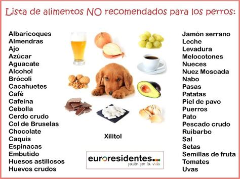 Alimentos Tóxicos Y Perjudiciales Para Los Perros Alimentos