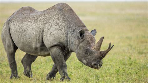 Black Rhinoceros Animal Facts Black Rhinoceros Behavior