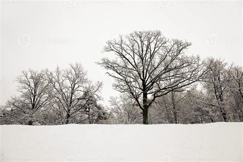 trees in winter 9412428 Stock Photo at Vecteezy