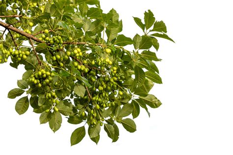 pohon vitex glabrata  pohon telur busuk buah   dimakan