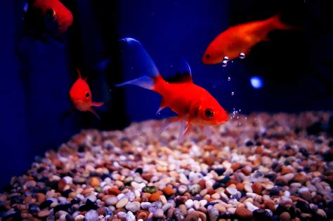 Cold Water Fish Gallery – Viking Aquatics