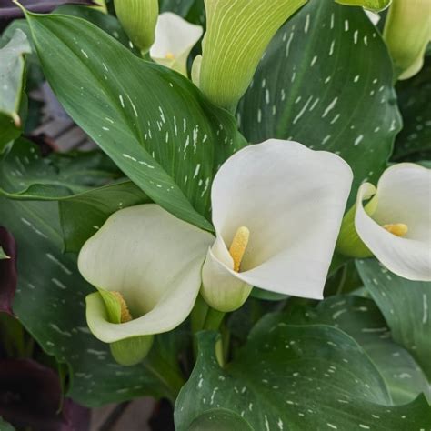 Giant White Calla Lily Zantedeschia Aethiopica ‘white Giant