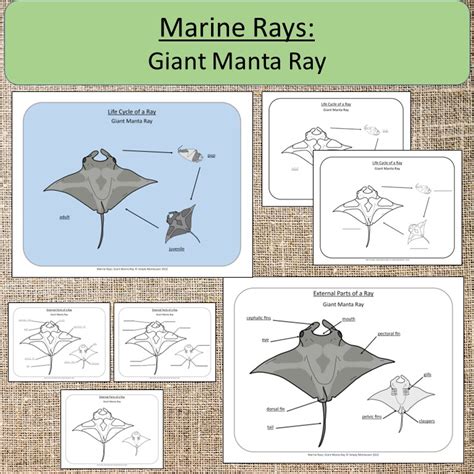 Marine Rays Giant Manta Ray Ocean Study Life Cycle Parts Montessori