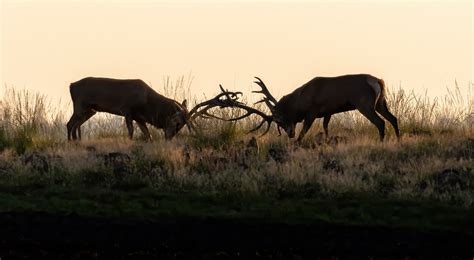 Red Deer Antlers Wild - Free photo on Pixabay - Pixabay