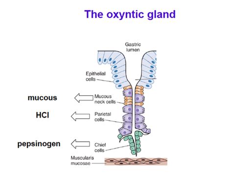 Gi Physiology Ii Flashcards Quizlet