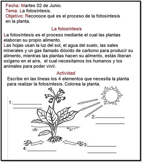 La Fotosíntesis Fotosintesis De Las Plantas Ciencias De La Naturaleza La Fotosintesis Para Niños