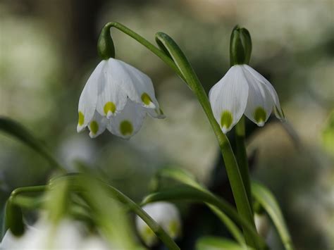 Fleur Perce Neige Botanique Le Photo Gratuite Sur Pixabay Pixabay