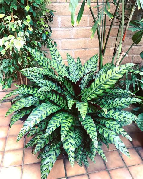 Plantas De Interior Cuidados De La Maranta Leuconeura