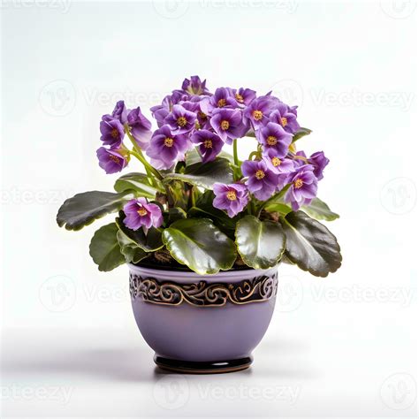 african violets in pots AI Generative 33652164 Stock Photo at Vecteezy