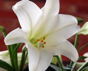 Easter Lily Wallpaper - WallpaperSafari