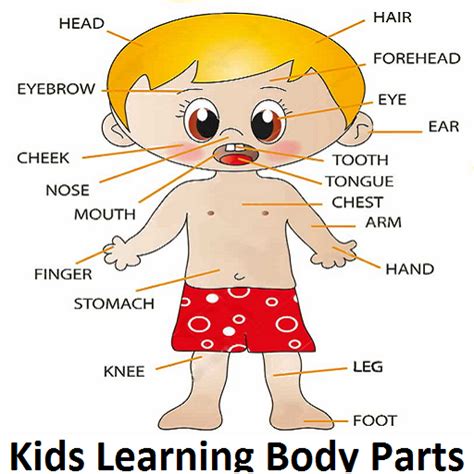 Body Parts Name With Picture For Kids