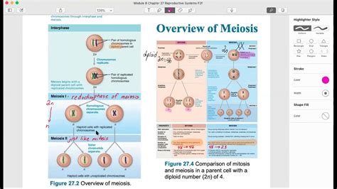 Chapter 27 Reproductive System Youtube